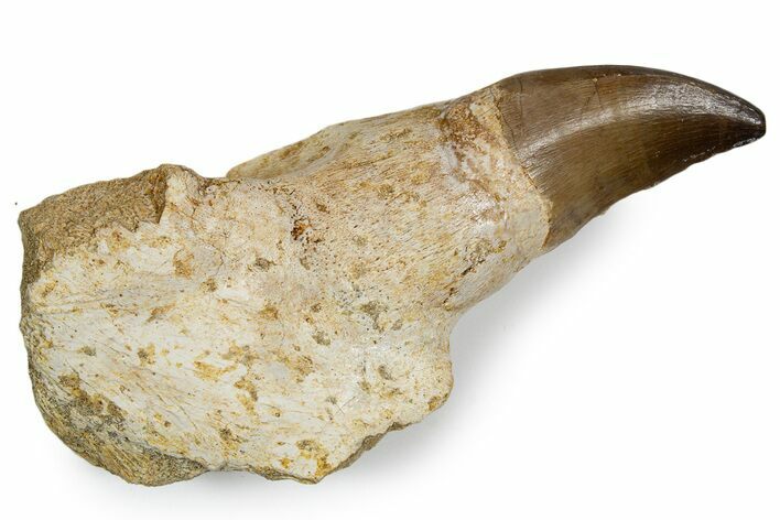 Fossil Mosasaur (Thalassotitan) Jaw Section with Tooth - Morocco #345196